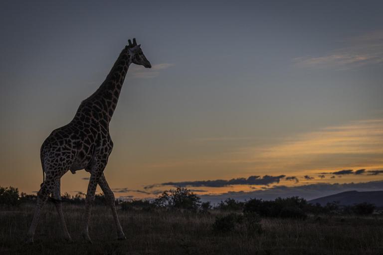 Giraffe silhouette African Sunset Pumba South Africa