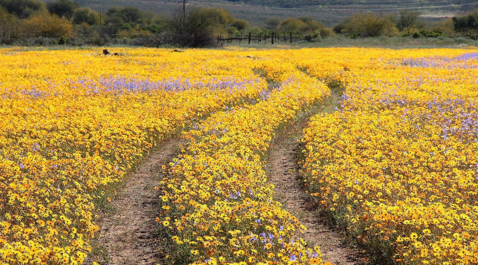 Simbavati Cederberg Ridge Biedouw Flowers