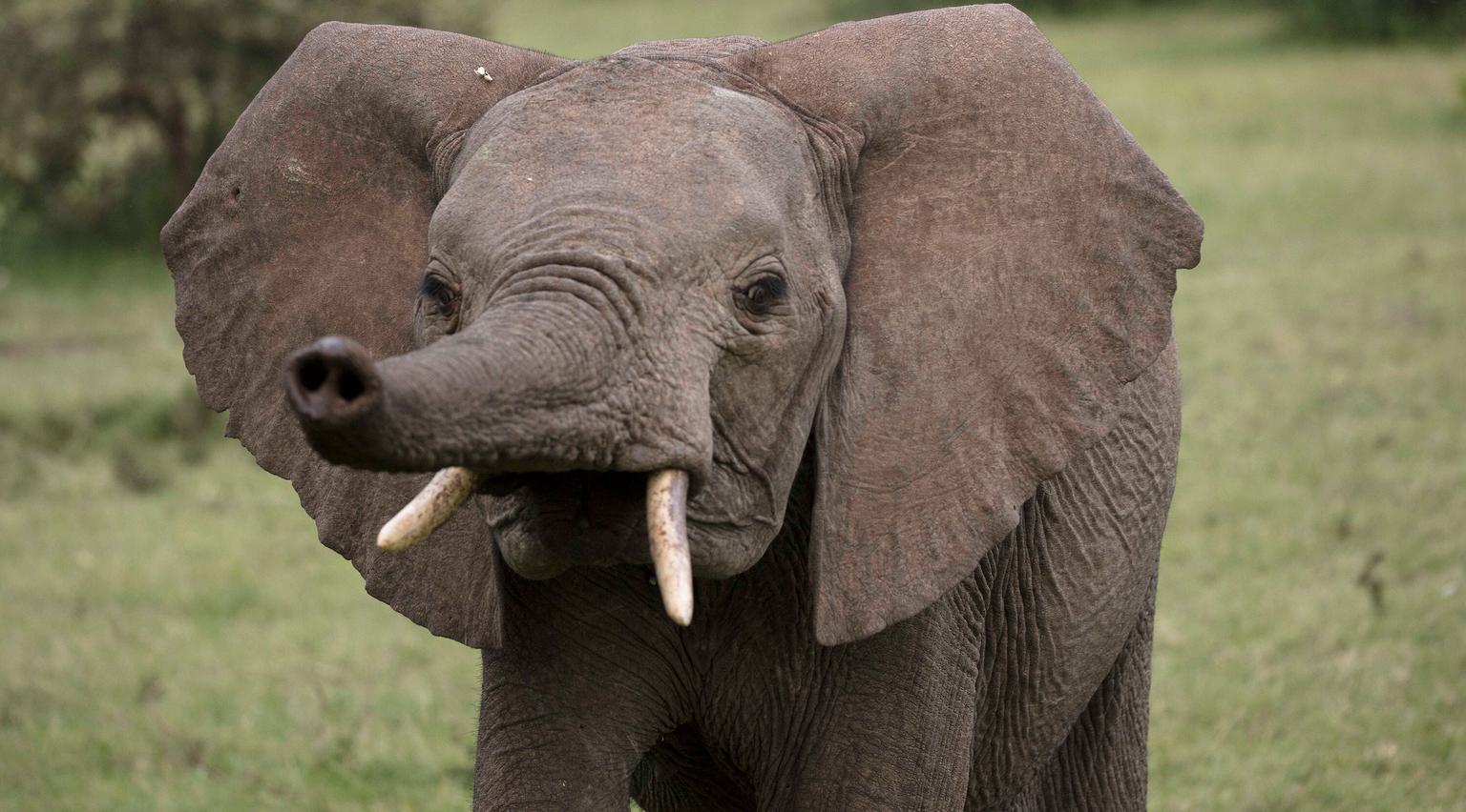 Elephant calf extending trunk masai mara reserve