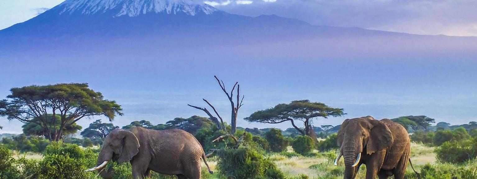 Amboseli Elephants with Kilimanjaro background