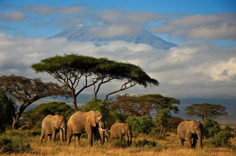 Amboseli Elephants with Kilimanjaro in background