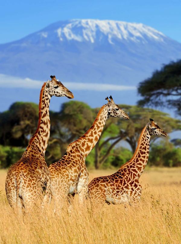 Amboseli Giraffes with Kilimanjaro in background PORTRAIT
