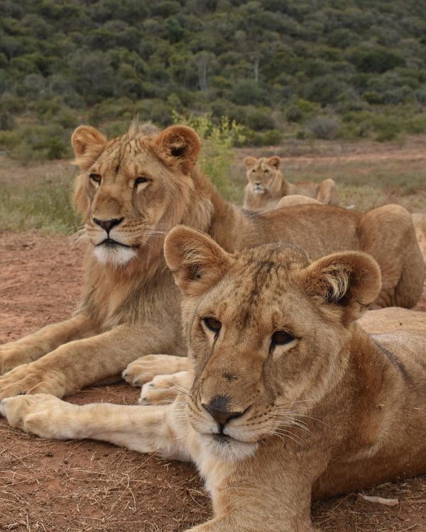 Born Free Sanctuary, Shamwari