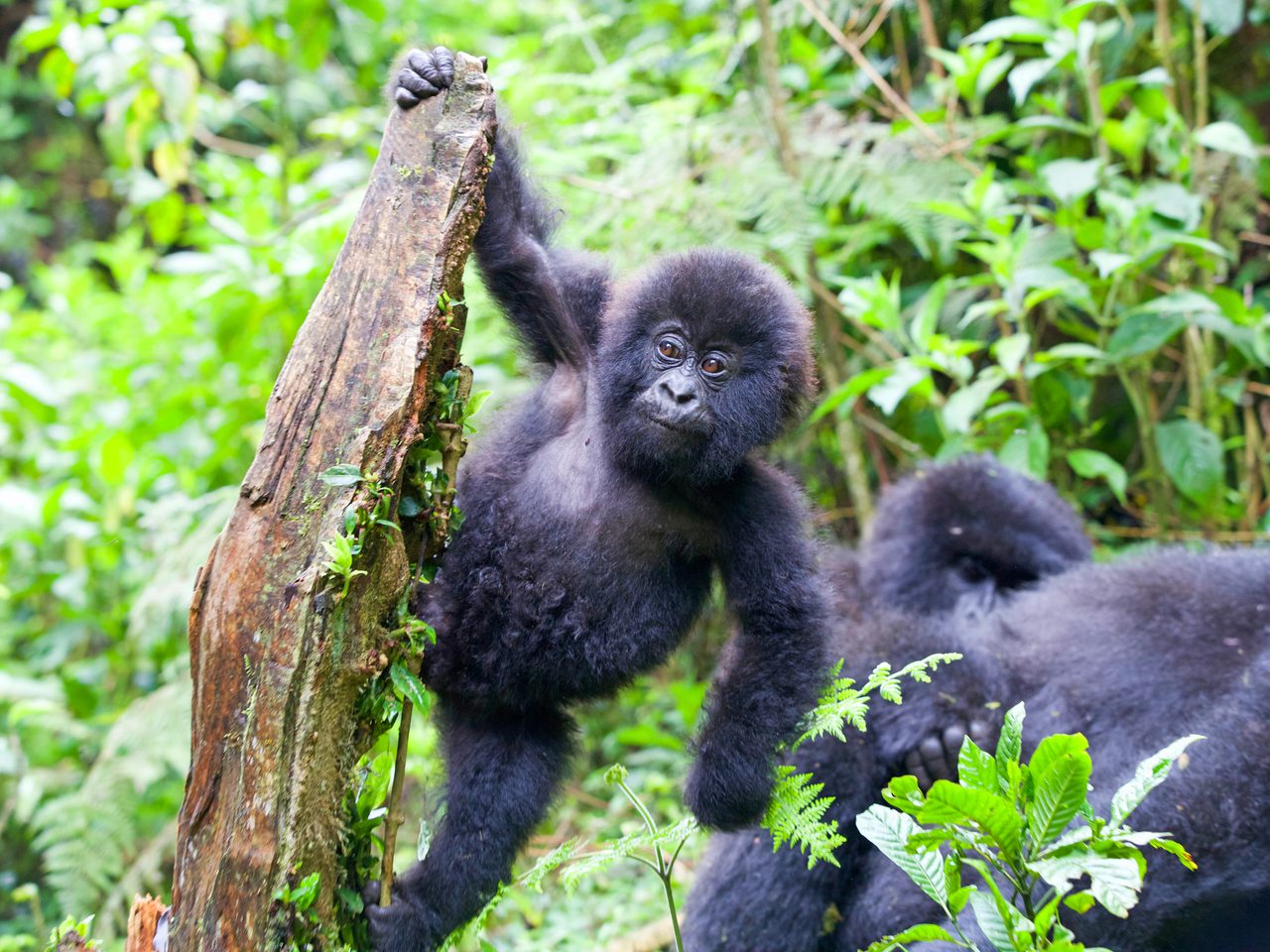 Copy of SS 1122911150 Bwindi Gorilla Baby