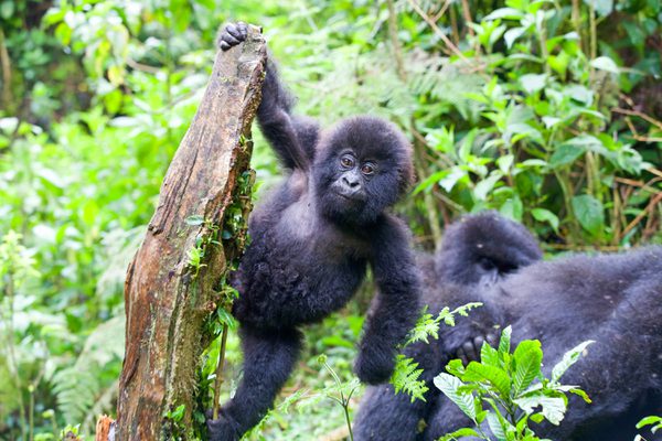 Copy of SS 1122911150 Bwindi Gorilla Baby