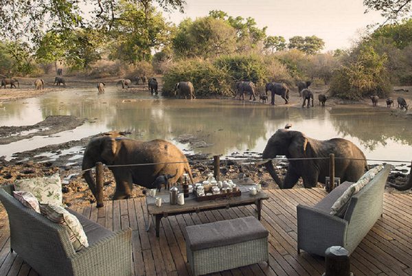 Kanga Camp Elephant Visitors