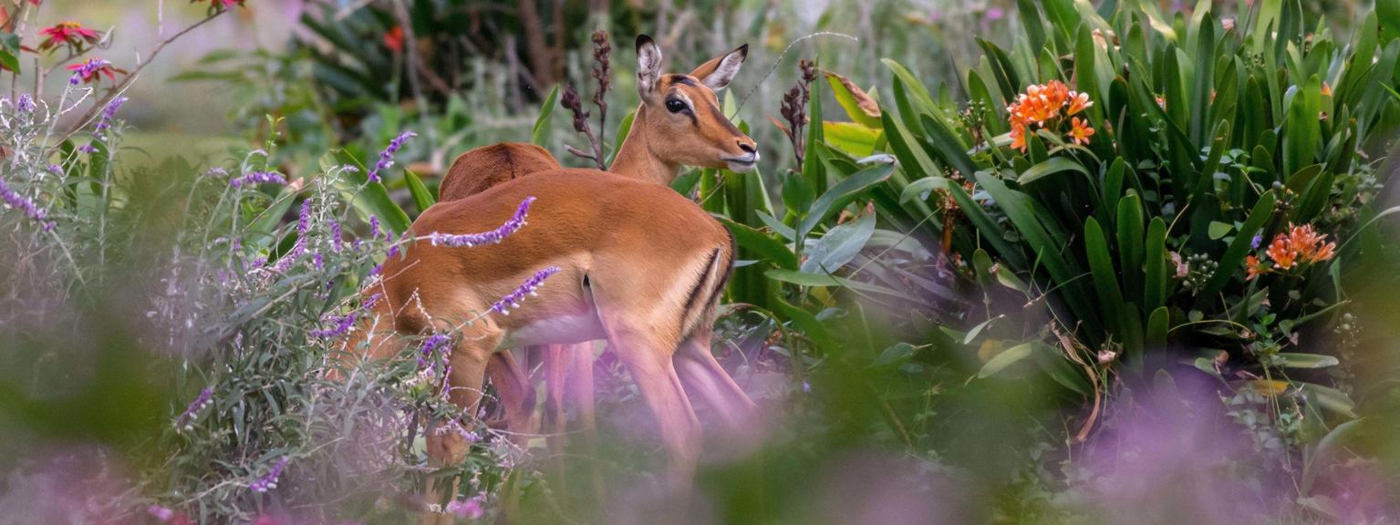 Loldia House Flora and Fauna