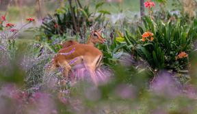 Loldia House Flora and Fauna