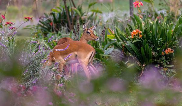 Loldia House Flora and Fauna