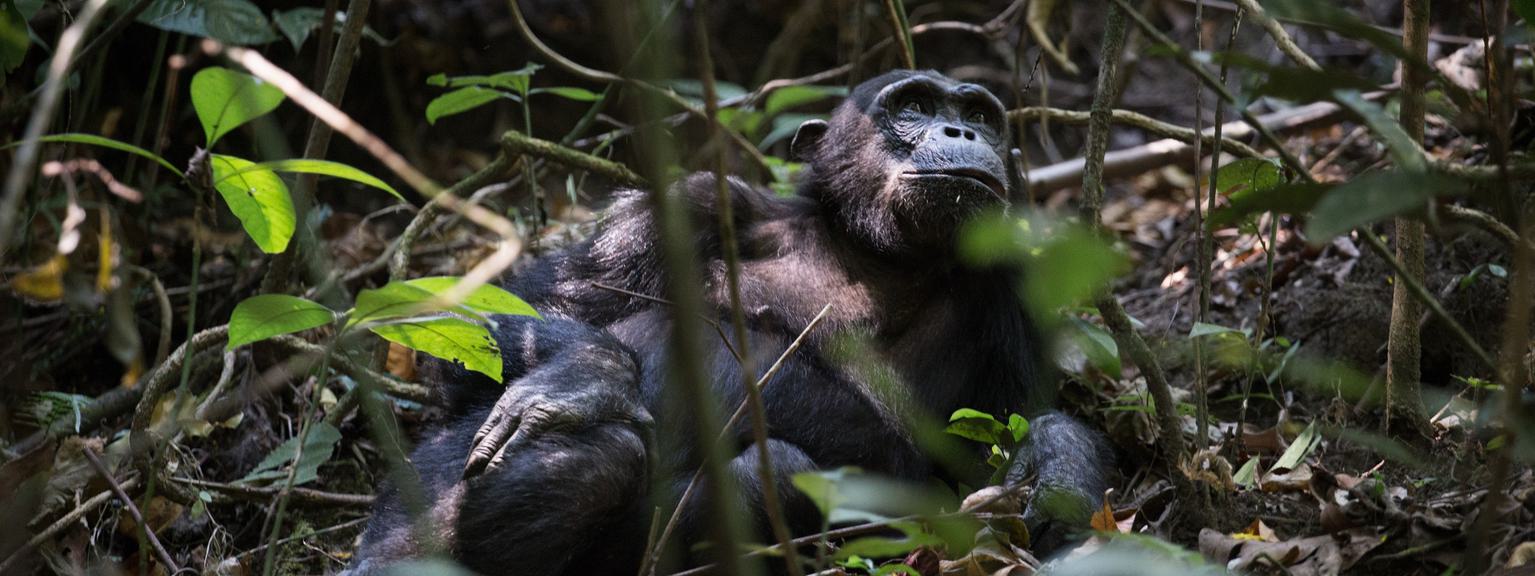 Mbali Mbali Mahale Chimps