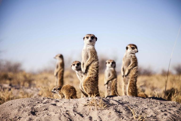 Meerkat experience Camp Kalahari