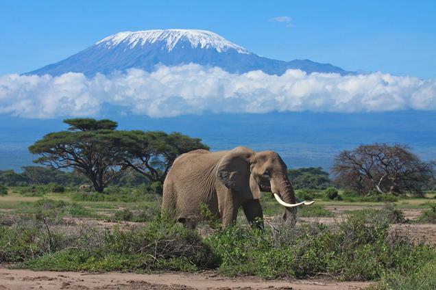 Mount Kilimanjaro Elephant