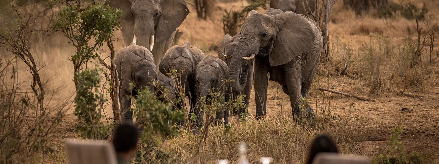 Nimali Tarangire Elephants