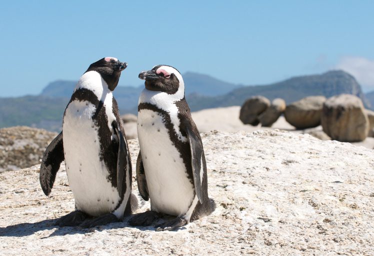 Penguins on rock portrait