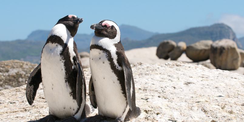 Penguins on rock portrait