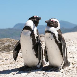 Penguins