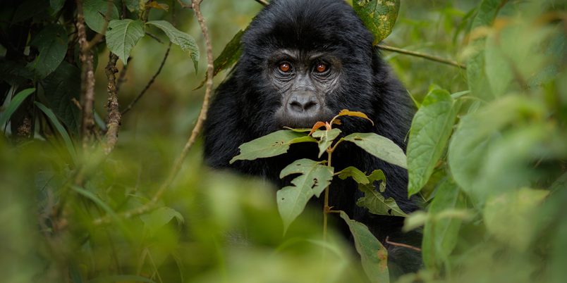 SS 1234226461 Bwindi Gorilla 2