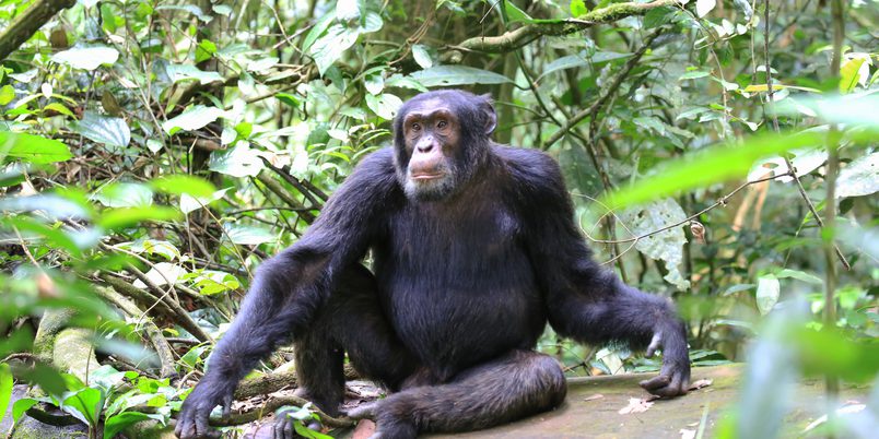 SS 1530384329 Kibale Chimpanzee