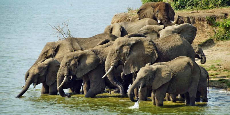 SS 238831828 Queen Elizabeth NP Elephants 3