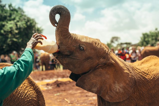 Elephant Orphanage in Nairobi SS
