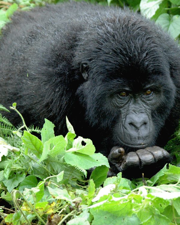 Gorilla in Volcanoes National Park, Rwanda SS