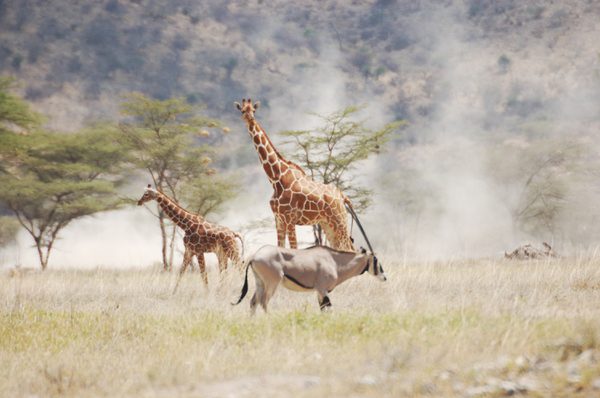 Samburu Intrepids Safari