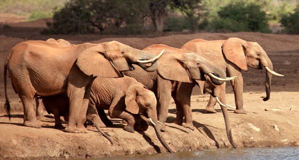 Satao Camp Elephants
