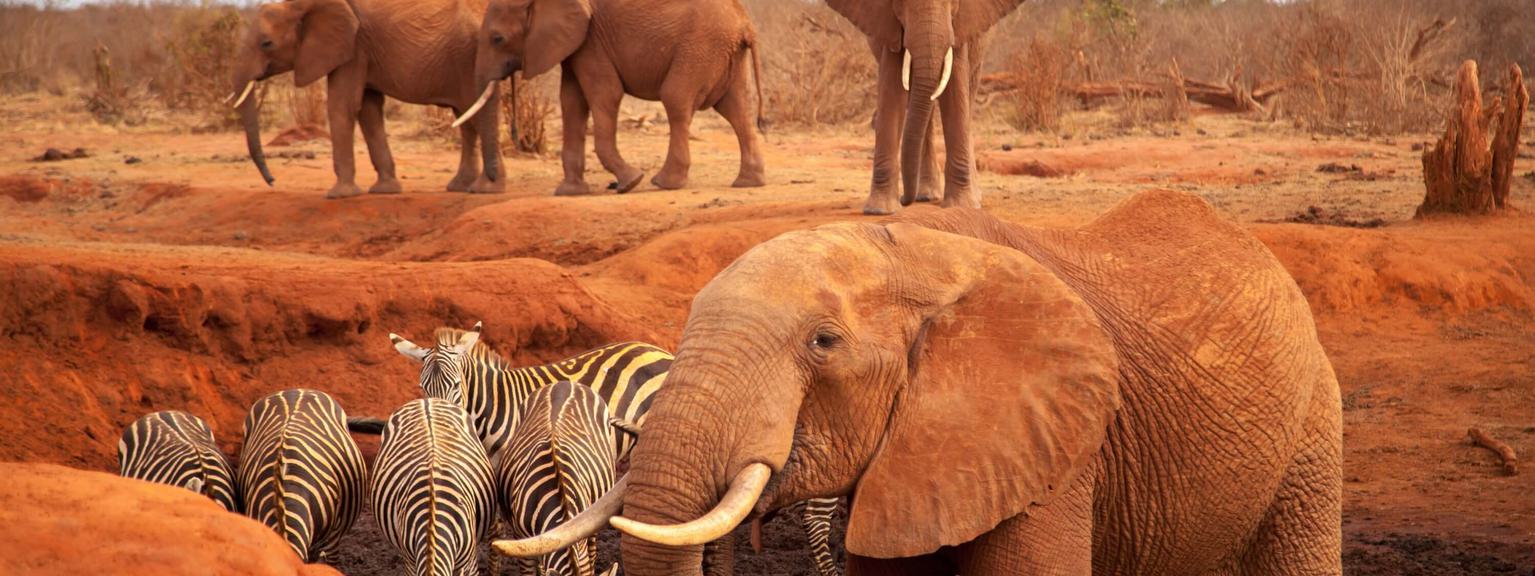 Tsavo Elephants and Zebra