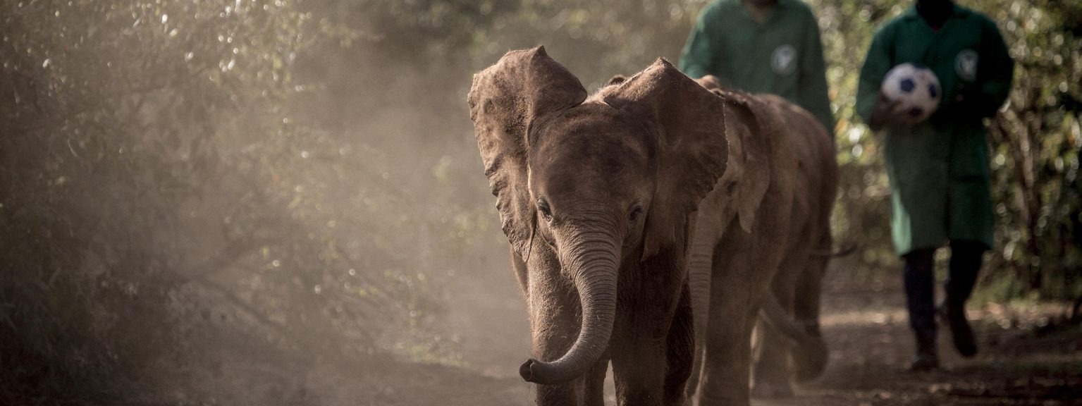 Elephants at Daphne Sheldrick Wildlife Trust