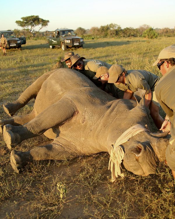Rhino Dehorning in Phinda Private Game Reserve, South Africa